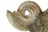 Iridescent, Pyritized Ammonite (Quenstedticeras) Fossil Display #353750-1